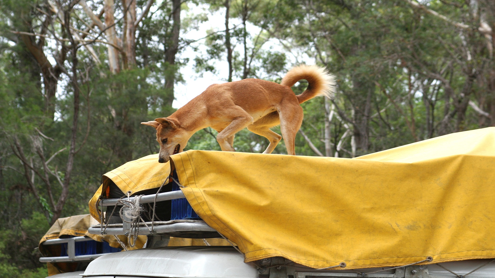 Starving dingoes on Fraser Island soon learn to interact with tourists in a not so friendly manner