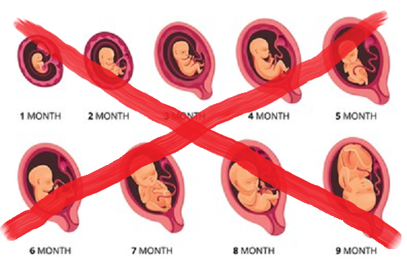 Human life cheap for telehealth abortionists: Just $300 to kill a human in the womb